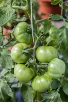 Solanum lycopersicum 'Marmande' (Tomaat 'Marmande') - afbeelding 1