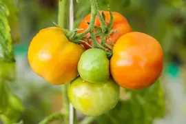 Solanum lycopersicum 'Marmande' (Tomaat 'Marmande') - afbeelding 2