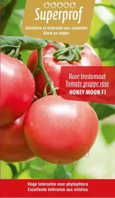 Solanum lycopersicum (Roze tomaat) 15cm - afbeelding 1