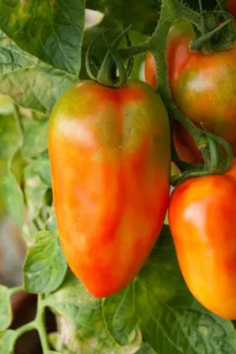 Solanum lycopersicum 'San Marzano' (Tomaat 'San Marzano') - afbeelding 1