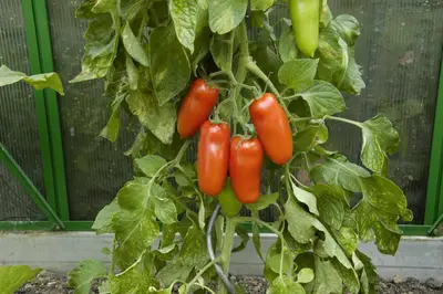 Solanum lycopersicum 'San Marzano' (Tomaat 'San Marzano') - afbeelding 2