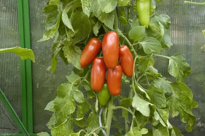 Solanum lycopersicum 'San Marzano' (Tomaat 'San Marzano') - afbeelding 3