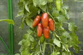 Solanum lycopersicum 'San Marzano' (Tomaat 'San Marzano') - afbeelding 3