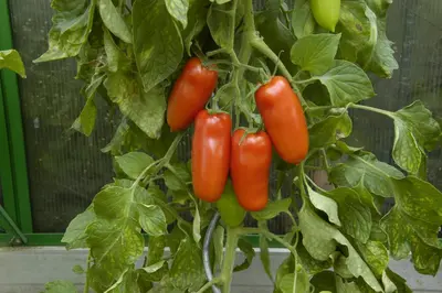 Solanum lycopersicum 'San Marzano' (Tomaat 'San Marzano') - afbeelding 4