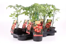 Solanum lycopersicum (Tijgertomaatje) 15cm - afbeelding 1