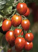 Solanum lycopersicum (Tijgertomaatje) 15cm - afbeelding 2