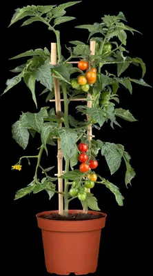Solanum lycopersicum (Tomaat) - afbeelding 110