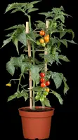 Solanum lycopersicum (Tomaat) - afbeelding 110