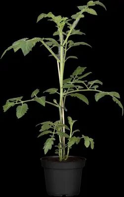 Solanum lycopersicum (Tomaat) - afbeelding 176