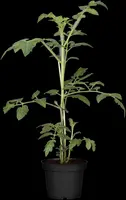 Solanum lycopersicum (Tomaat) - afbeelding 176