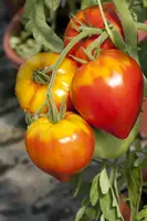 Solanum lycopersicum (Tomaat) - afbeelding 1