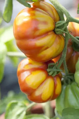 Solanum lycopersicum (Tomaat) - afbeelding 2