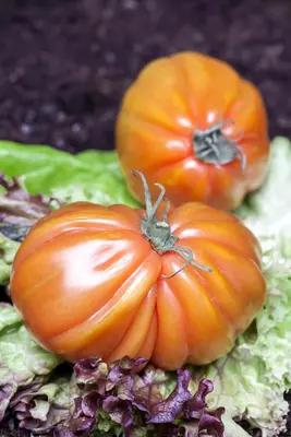 Solanum lycopersicum (Tomaat) - afbeelding 6