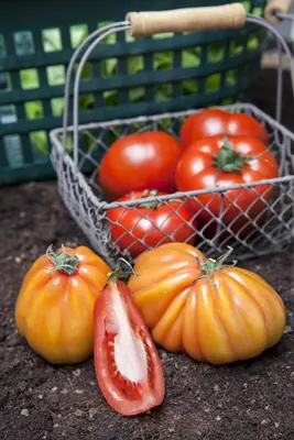 Solanum lycopersicum (Tomaat) - afbeelding 7
