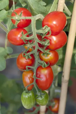Solanum lycopersicum (Tomaat) - afbeelding 9