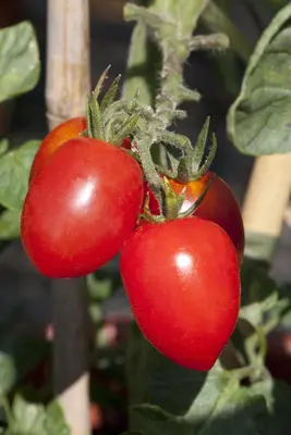 Solanum lycopersicum (Tomaat) - afbeelding 10
