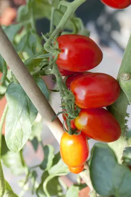 Solanum lycopersicum (Tomaat) - afbeelding 11