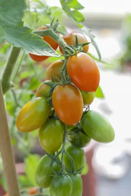 Solanum lycopersicum (Tomaat) - afbeelding 13