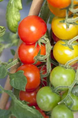 Solanum lycopersicum (Tomaat) - afbeelding 15
