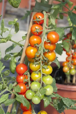 Solanum lycopersicum (Tomaat) - afbeelding 16