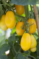 Solanum lycopersicum (Tomaat) - afbeelding 18