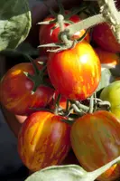 Solanum lycopersicum (Tomaat) - afbeelding 20