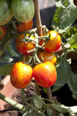 Solanum lycopersicum (Tomaat) - afbeelding 21