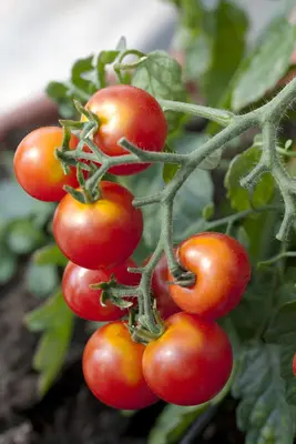 Solanum lycopersicum (Tomaat) - afbeelding 22