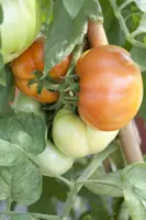 Solanum lycopersicum (Tomaat) - afbeelding 26