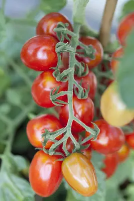 Solanum lycopersicum (Tomaat) - afbeelding 29