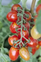 Solanum lycopersicum (Tomaat) - afbeelding 29