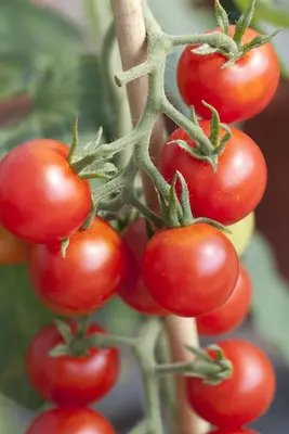 Solanum lycopersicum (Tomaat) - afbeelding 31
