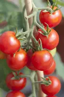 Solanum lycopersicum (Tomaat) - afbeelding 31
