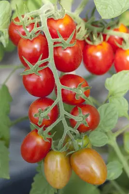 Solanum lycopersicum (Tomaat) - afbeelding 32