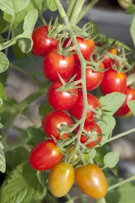 Solanum lycopersicum (Tomaat) - afbeelding 33