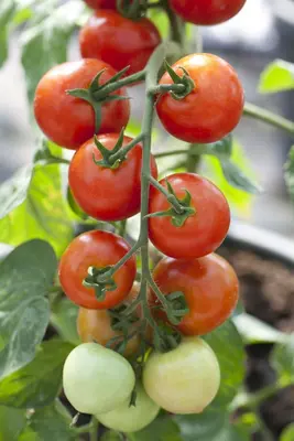 Solanum lycopersicum (Tomaat) - afbeelding 34