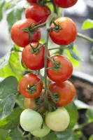 Solanum lycopersicum (Tomaat) - afbeelding 34