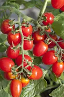 Solanum lycopersicum (Tomaat) - afbeelding 36