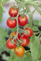 Solanum lycopersicum (Tomaat) - afbeelding 39