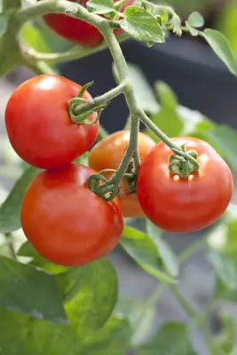 Solanum lycopersicum (Tomaat) - afbeelding 40