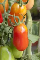 Solanum lycopersicum (Tomaat) - afbeelding 41