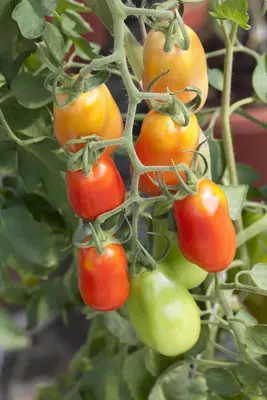 Solanum lycopersicum (Tomaat) - afbeelding 42