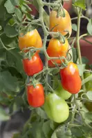Solanum lycopersicum (Tomaat) - afbeelding 42