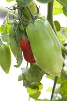 Solanum lycopersicum (Tomaat) - afbeelding 43