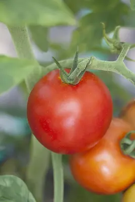 Solanum lycopersicum (Tomaat) - afbeelding 44