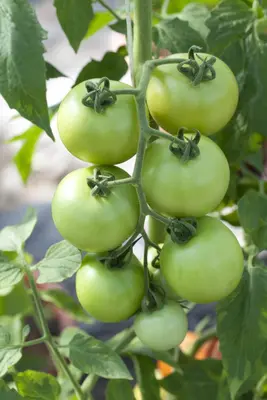Solanum lycopersicum (Tomaat) - afbeelding 45