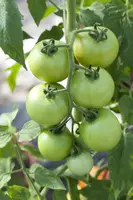 Solanum lycopersicum (Tomaat) - afbeelding 45