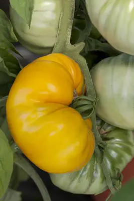 Solanum lycopersicum (Tomaat) - afbeelding 46