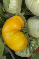 Solanum lycopersicum (Tomaat) - afbeelding 46
