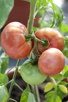 Solanum lycopersicum (Tomaat) - afbeelding 47